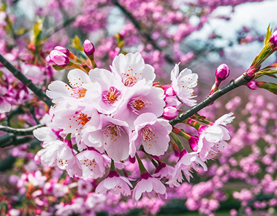 Cherry Blossom (Sakura) Flower