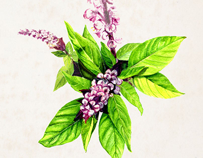 Thai Basil - Botanical Illustration Watercolor