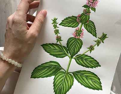 Watercolor botanical illustrations for Tea House