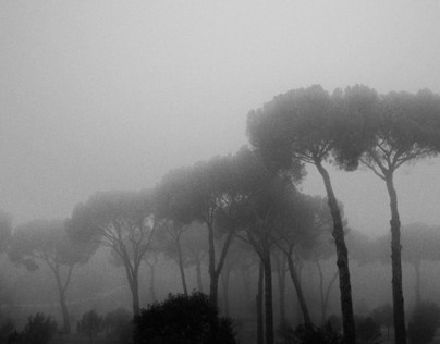 Photography. Foggy Morning