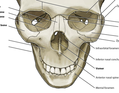 human skull anatomy on Behance