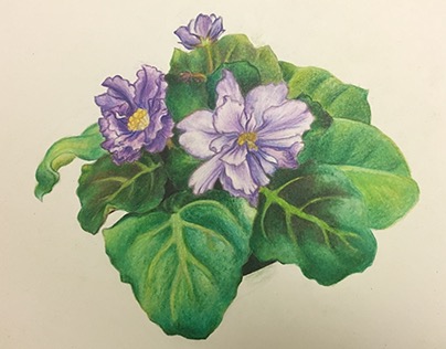 African Violet Drawing