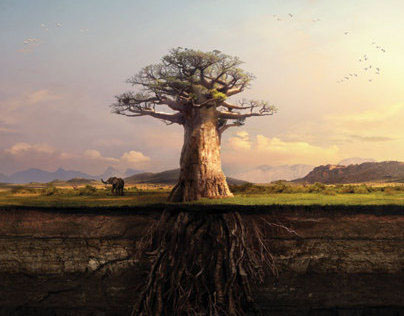 Engen Baobab Print Ad