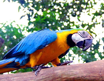 Photography : Blue&gold Macaw