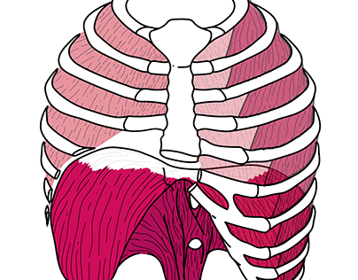 Anatomy art (Arte anatômica) - Itercostals & Diaphragm