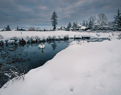 A swan in a pond after heavy snow