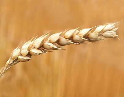 Wheat Grains Closeup Photography