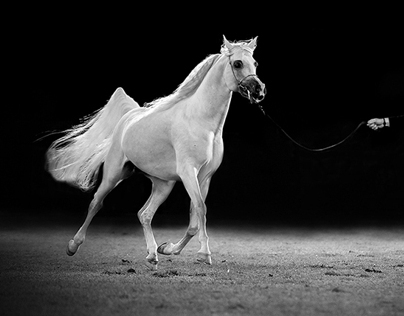 Al Khalediah Arabian Horse Festival(30 pic