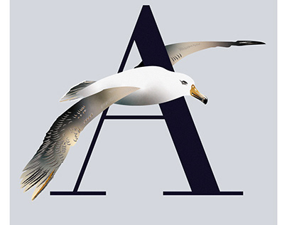 Animal Alphabet (A-E)