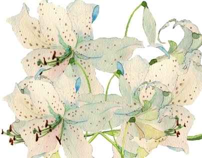 Shades of White lilies