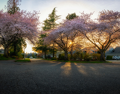 Sakura Blossoming
