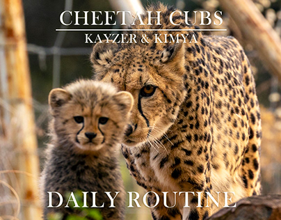 Baby Cheetah Daily Routine