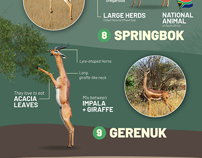 The Most Graceful African Antelope - Infographic