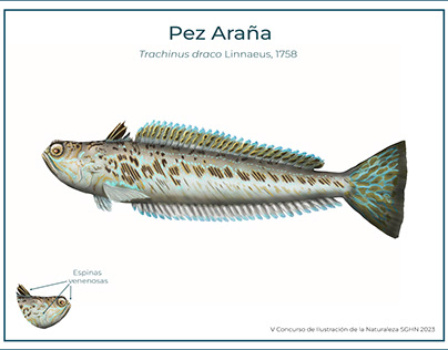 Marine fauna from the Gulf of Cádiz