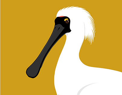 The Royal Spoonbill
