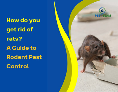 A Guide to Rodent Pest Control