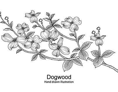 Dogwood flower drawings
