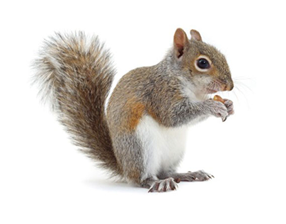 Squirrels – Pest Control Service