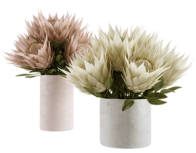 FREE 3D MODEL / PROTEAS / PINK AND WHITE