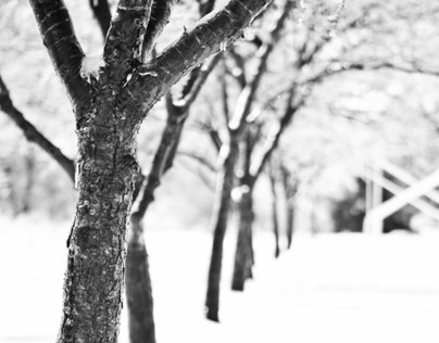 Portrait Row Of Trees In The Snow (Black & White)