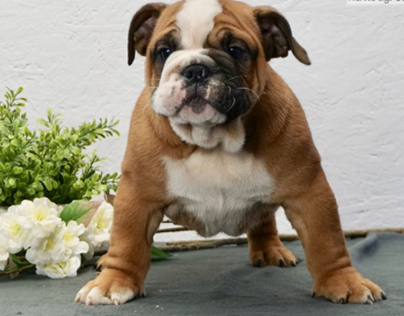 English Bulldog Puppies for Sale NY