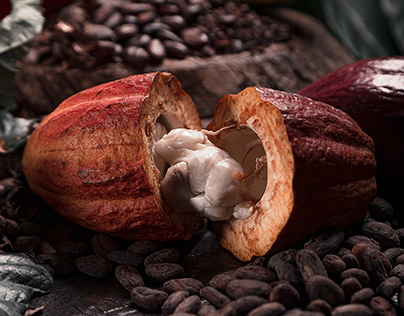 Cacao criollo colombiano