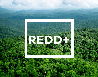 REDD+ Forests Indonesia