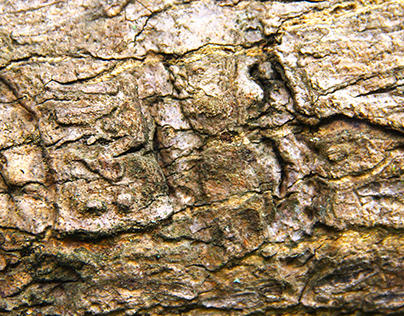 Tree Bark Texture Background Photo