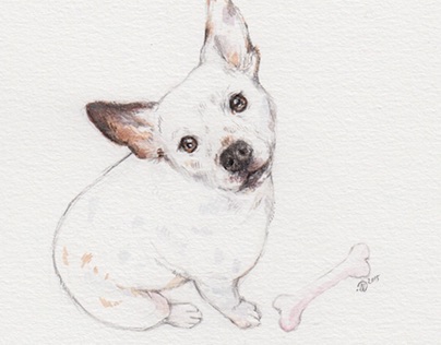 Drawings 2015 // Pet Portraits