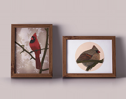 Cardinal Illustrations
