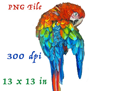 Scarlet Macaw Parrot PNG Sublimation Digital file