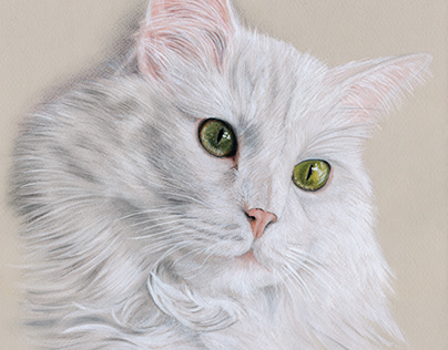 White Cat Portrait | Pastel