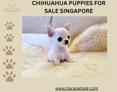 YORKSHIRE TERRIER PUPPIES FOR SALE IN DUBAI