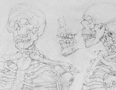 Skeleton Anatomy Studies