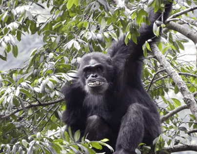 Murchison Chimpanzees Queen Elizabeth et Gorilla Safari