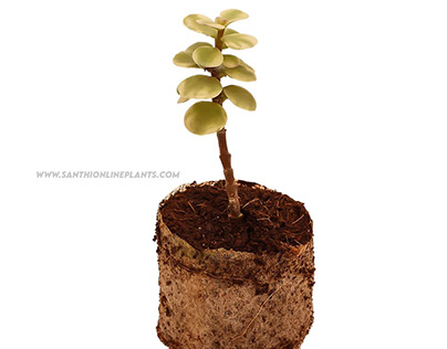 Portulacaria-Afra-variegated-jade-plant