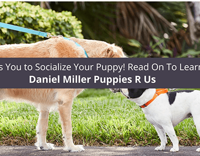 Daniel Miller Puppies R Us Wants You to Socialize Your