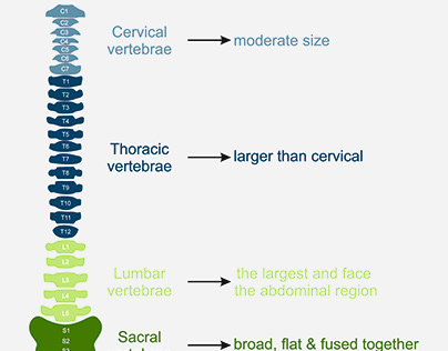 vertebral column biology infographic