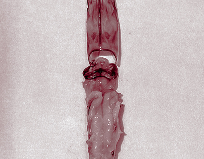 Anatomia di un gambero