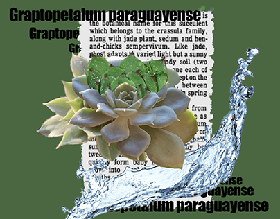 collage, succulent