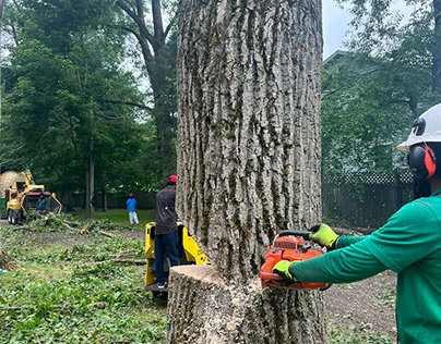 Tree Service in Syracuse, NY