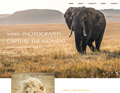 Wildlife Photographer - Portfolio