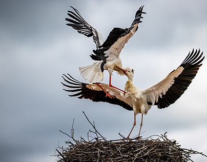 Stork fight