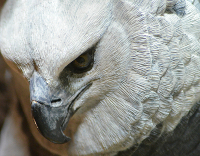 Carvings in Wood-Harpy Eagles