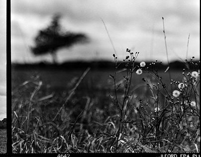 6x6 Diptychs on Ilford FP4 | Film Photography