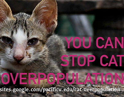 Cat Overpopulation Awareness