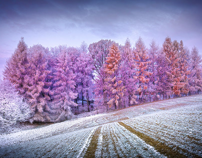 Landscape on a frosty morning