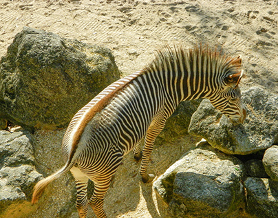 the zebra animal