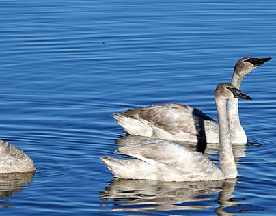 Five Swans A Swimming