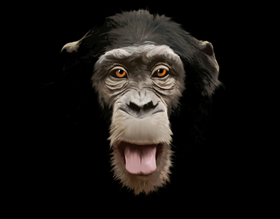 Chimp. Illustration & research